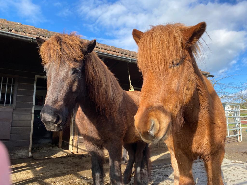 PonyIsch_Pony-1