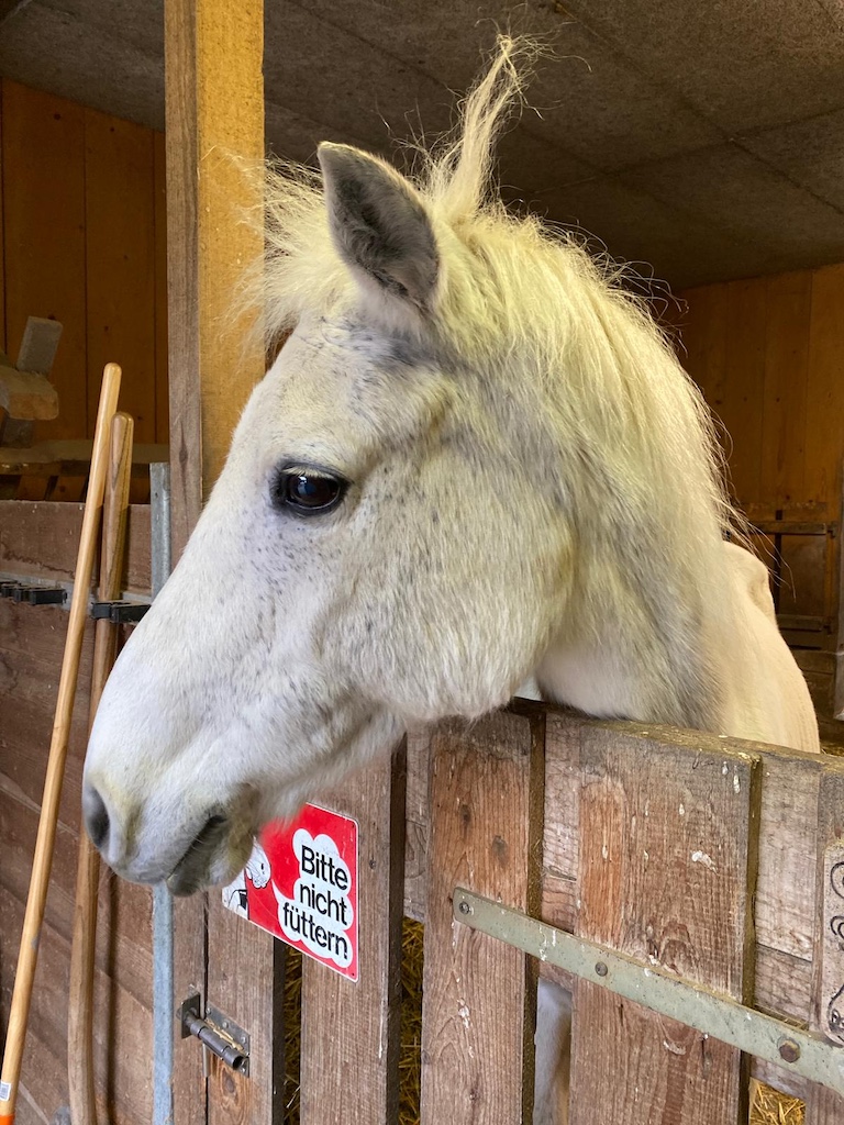 PonyIsch_Pony-2